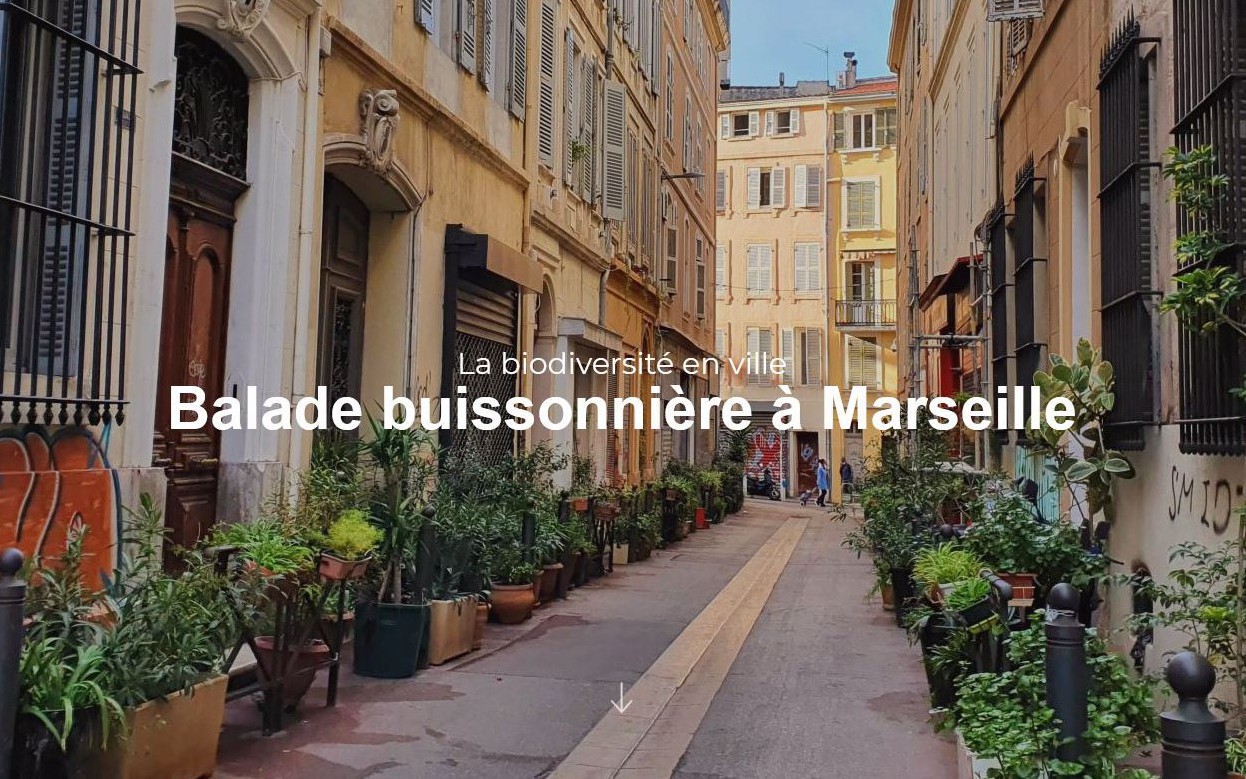 MArseille - Balade buissonnière à Marseille